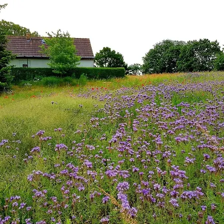 Unmittelbar Am Stechlinsee - Radweg Holiday home *